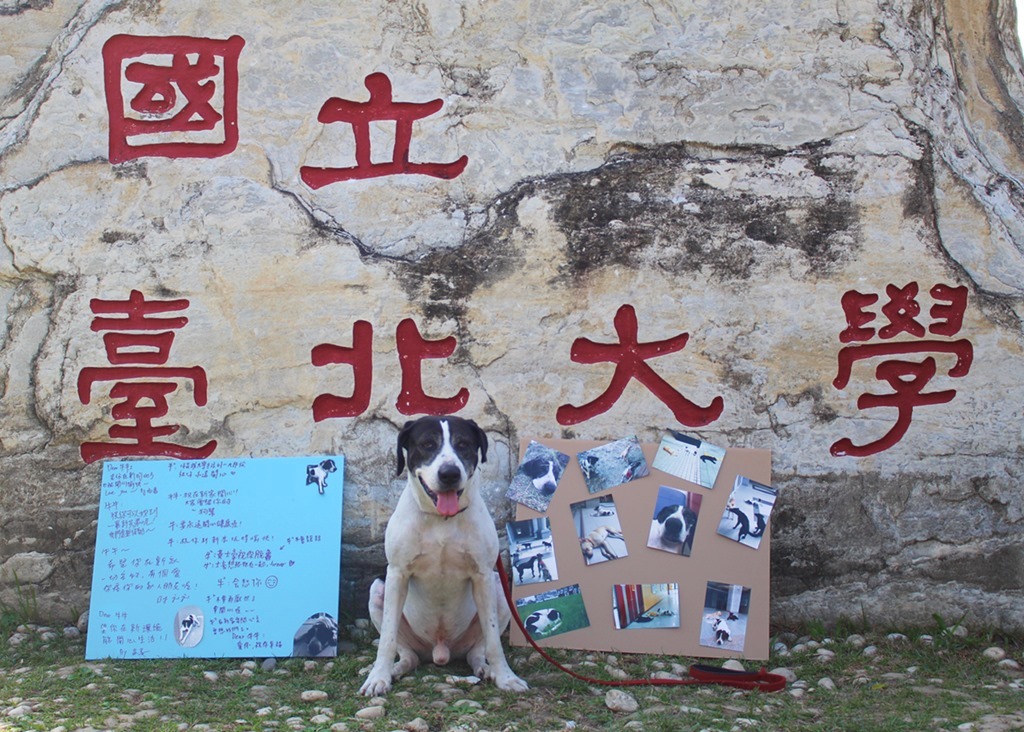 牛牛和北大石合照。 黃靖雅/攝