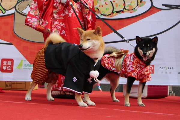 走日本風的柴犬一家。  江幸芸/攝