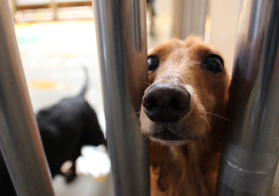 有許多狠心的飼主，會帶著狗兒直接到收容所棄養。　示意圖，何宜/攝
