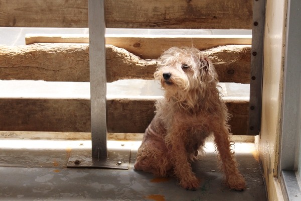 嘉嘉犬舍的狗狗進了收容所，由志工暫時收養；桃園路上撿到的棄犬也有志工救助，但在我們不知道的地方，狗狗的命運會是如何？　何宜/攝
