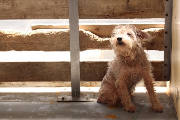楊振墉救援浪犬以皮膚病狗為主，治療完成後親自送到領養人手中。此為示意圖。　何宜/攝