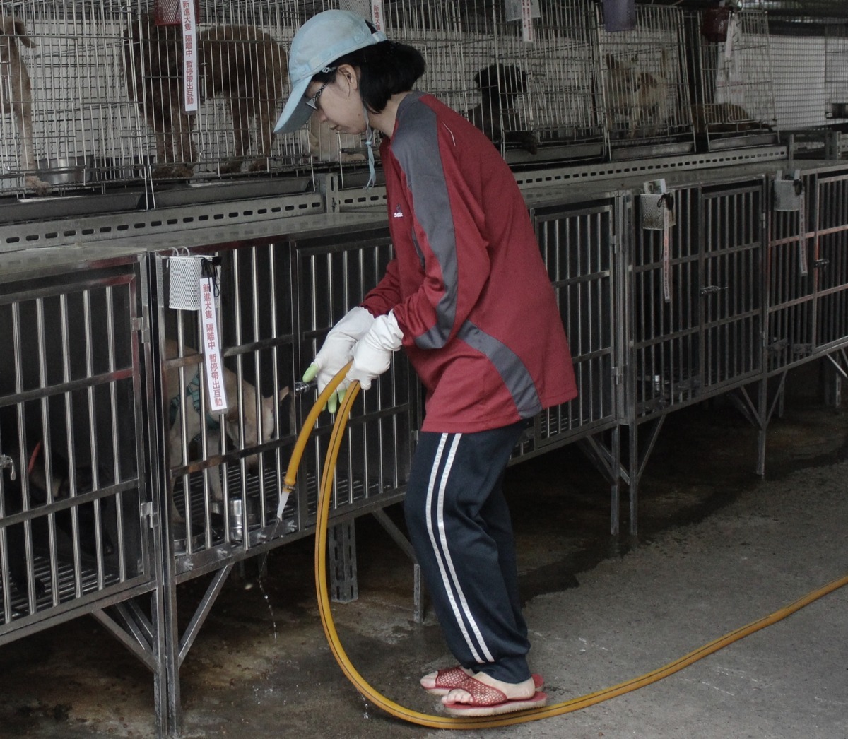 連獸醫缺都補不足了，何況壓力更大、待遇更差的動保員和收容照護人員。　資料照，李娉婷/攝