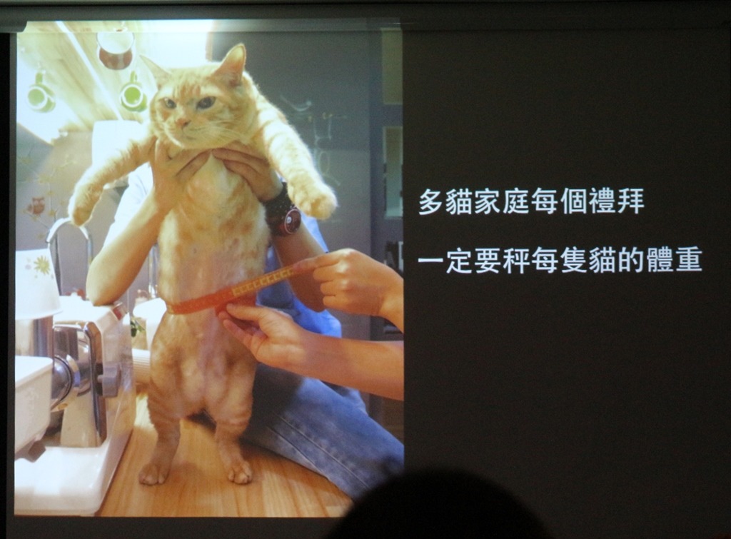 紀錄體重變化是老貓飼主一定要做的事。　黃靖雅/攝