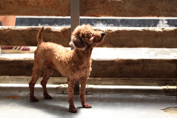 去年桃園嘉嘉犬舍事件，因多數犬隻沒有立即生命危險，業者是以「不擬續養」的名義釋出犬隻。　何宜/攝