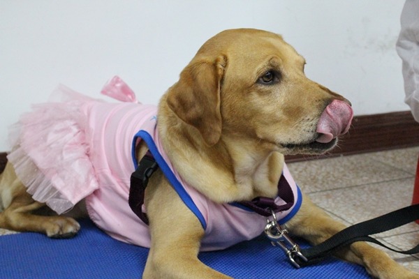 治療犬Dior個性非常穩定，10個小朋友也難不倒牠。　江幸芸/攝