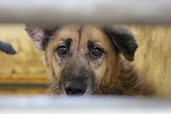 難以年年提升的認領養率，加上2年後實施零安樂，如何維持收容所動物的福利，政府想到因應方式了嗎？　何宜/攝