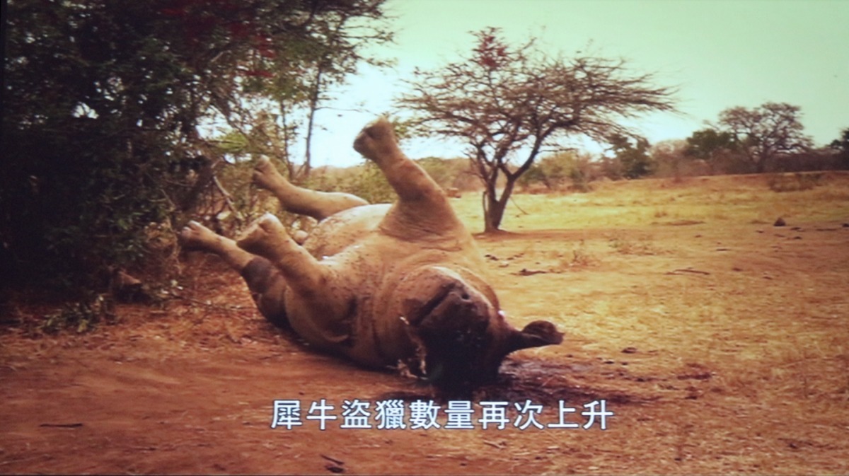 在積極宣導下,近年越南犀牛角的交易也有下降。 黃靖雅/翻攝