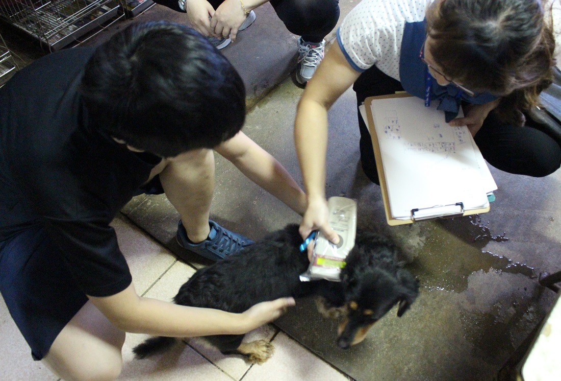 動保檢查員為疑似非法繁殖的犬隻掃瞄晶片。　李娉婷/攝