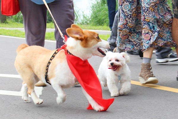 美國一所大學的研究指出，飼主就算不愛運動，也會為了狗狗健康、自發帶狗運動，結果是人狗都變瘦。　何宜/攝