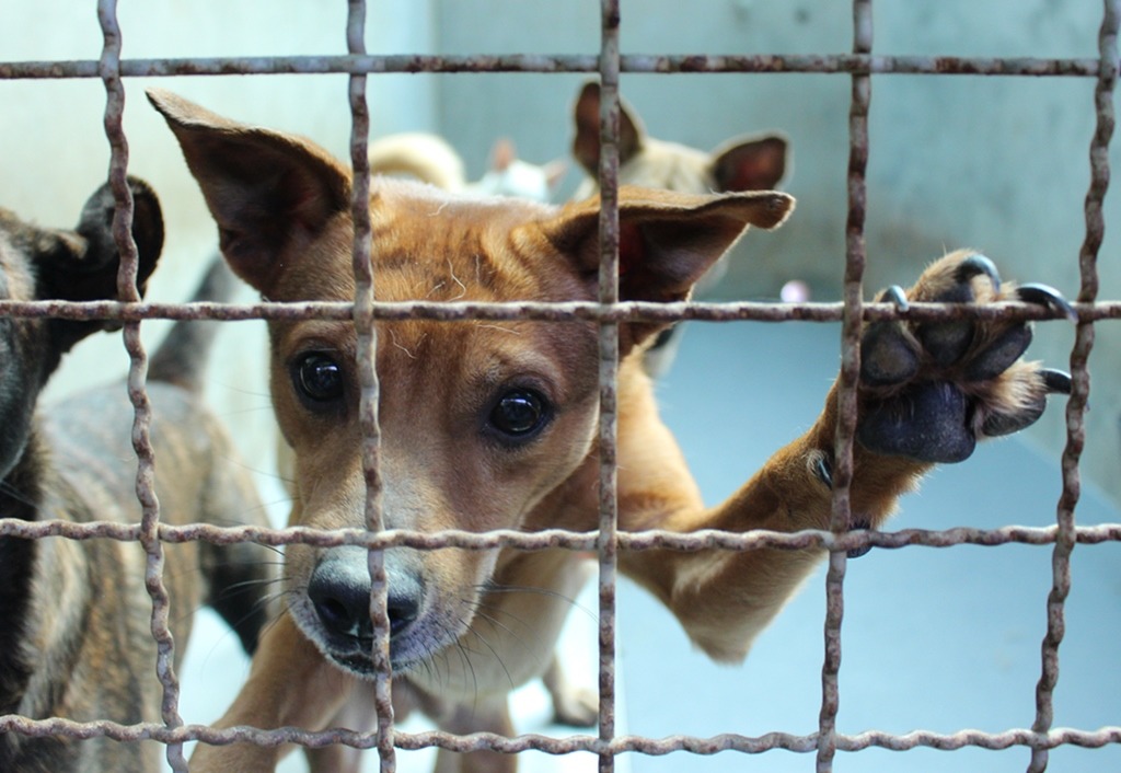 收容所零安樂後，動保人士所擔心的民眾棄養潮、收容爆量、收容品質惡化等衝擊，能否降到最低？　台灣動物新聞網資料照。黃靖雅/攝