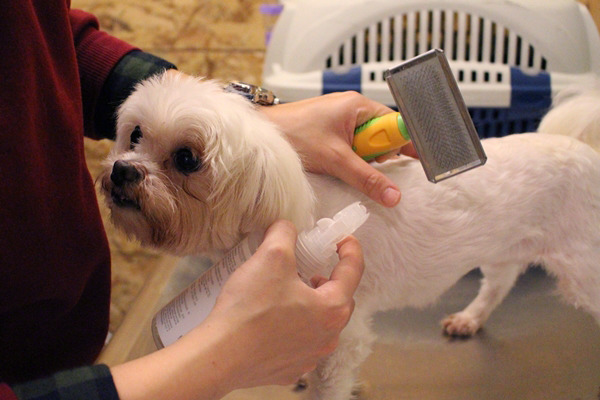 「台灣諾亞方舟動物同樂協會」的老狗狗小泡芙常把自己弄髒，需要用順毛噴霧清潔。　江幸芸/攝