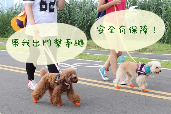 遛狗繫牽繩，不只是對民眾的禮貌，也是狗狗安全的保障。　何宜/攝