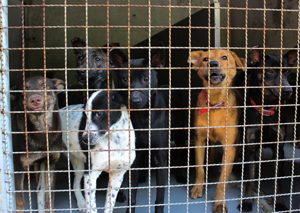 2月4日將至，流浪動物等來的是春天，還是更加嚴峻的寒冬？　資料照，黃靖雅/攝