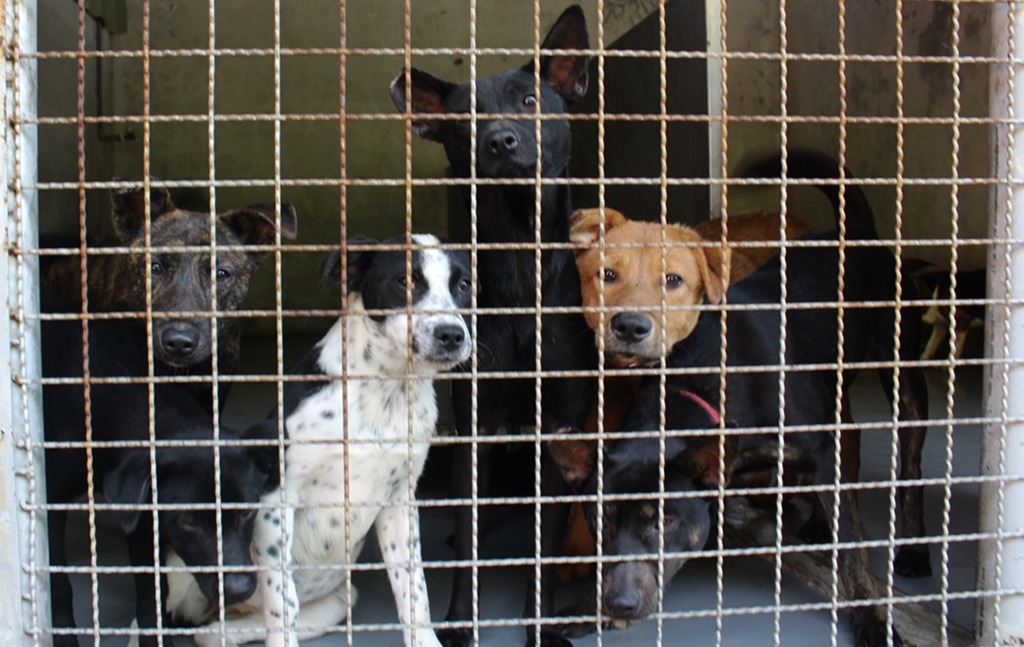 不管是政府還是民眾都應正視收容爆量問題。　資料照。黃靖雅/攝