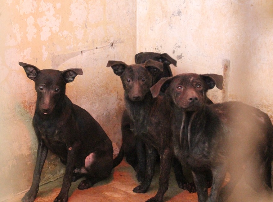 把所內犬隻送往民間收容所，是常見的拉高認養率手法。　資料照。黃靖雅/攝