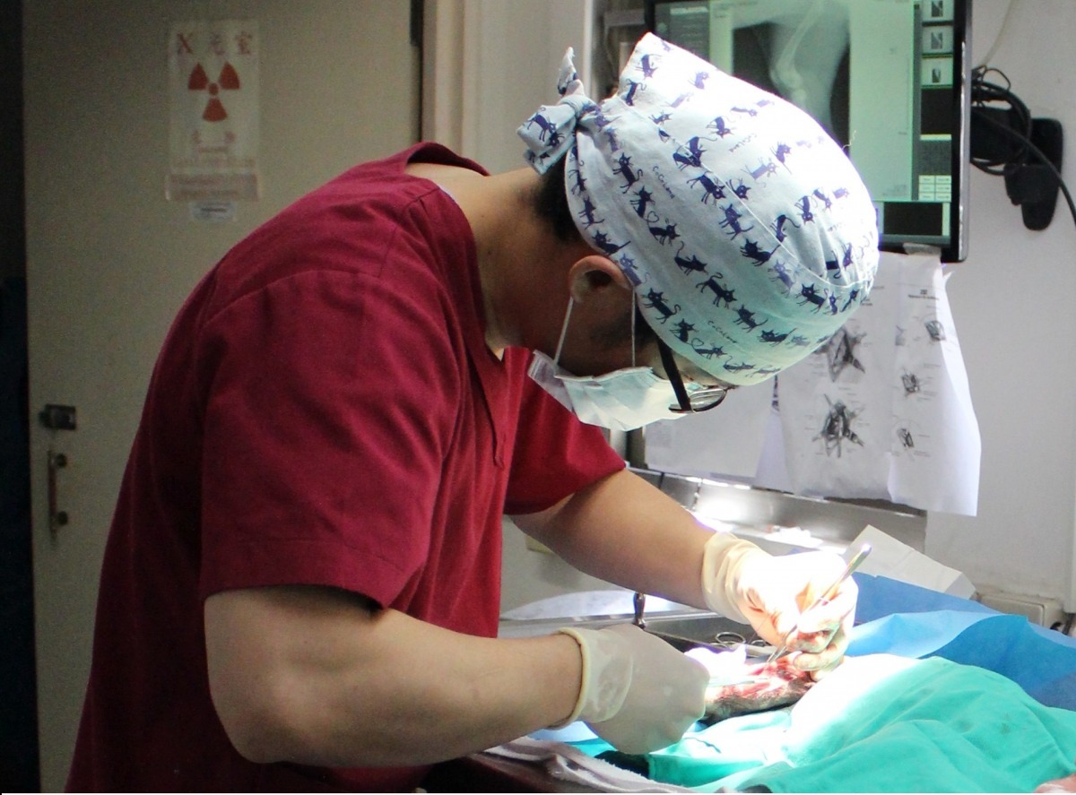 在小小的台灣，獸醫繼續教育資源分配就有南北落差，主管機關要制定出一套通用的遊戲規則，難度不小。　台灣動物新聞網資料照(李娉婷/攝)