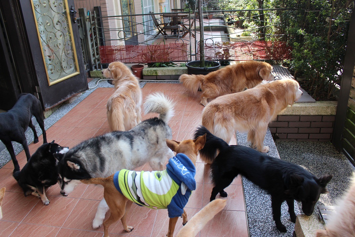 院子也非常乾淨。　黃靖雅/攝