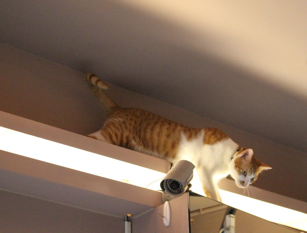 店內的間接照明儼然成為千千的專屬貓道。　黃靖雅/攝