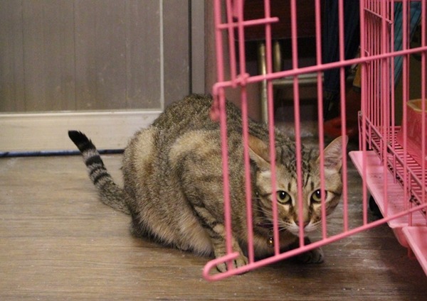 總是懶洋洋的貓咪其實是天生的獵人。 示意圖。黃靖雅/攝