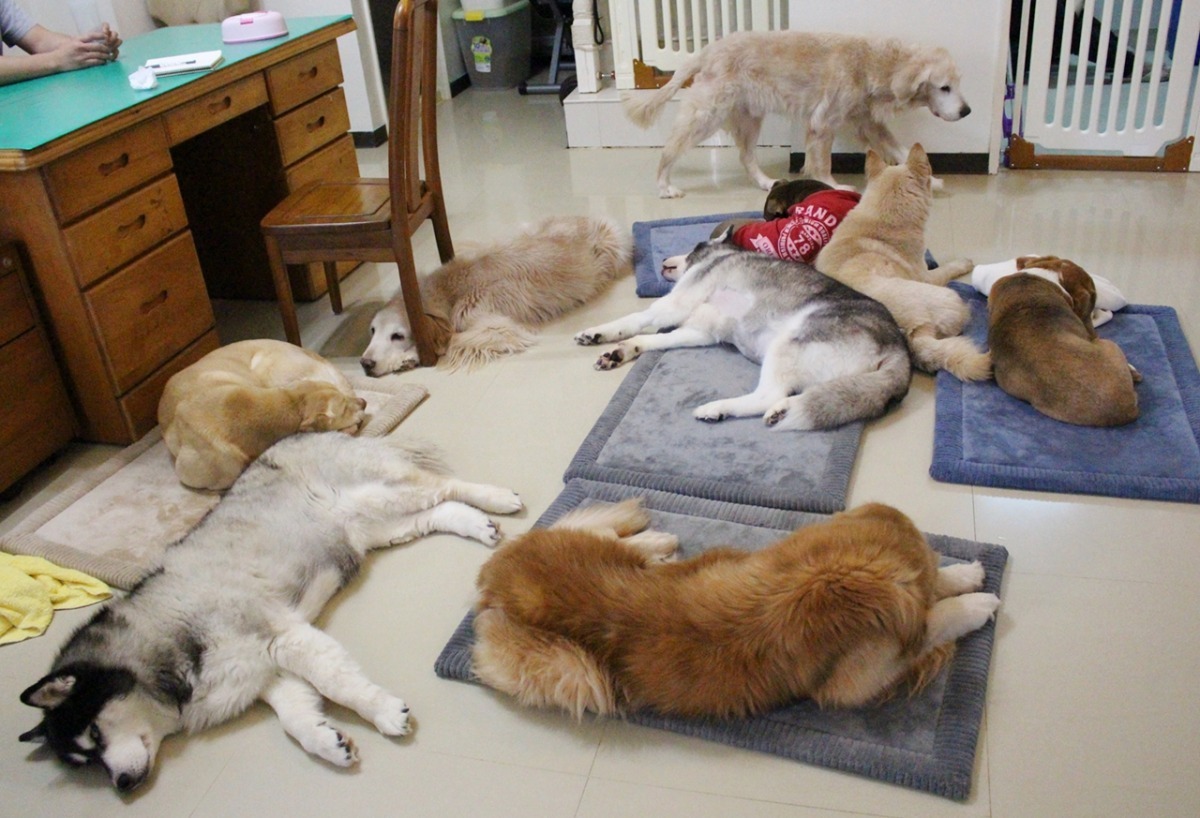 狗狗回到熟悉的家後，睡得非常安心。　　黃靖雅／攝