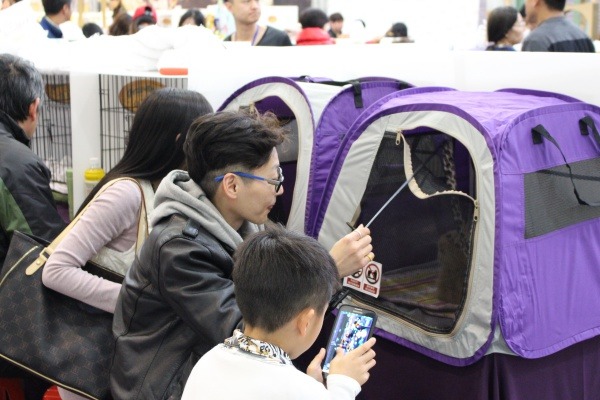 飼主拿著逗貓棒討主子歡心。  江幸芸/攝