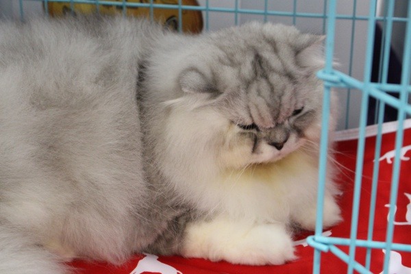 上一屆米克斯冠軍「小貓」是貓咪比賽常勝軍。  江幸芸/攝