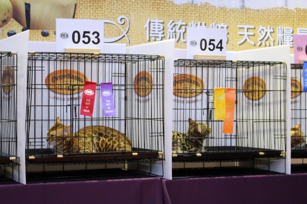 籠子上紙條越多的貓咪，成績越好。  江幸芸/攝