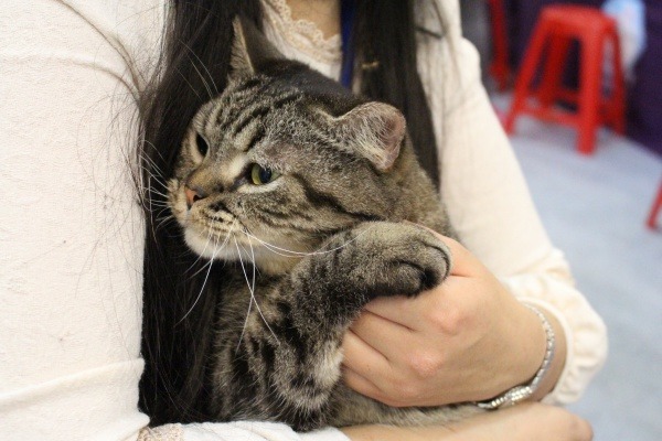 去年家寵組亞軍Brita再次參賽，現在已經19歲了！  江幸芸/攝