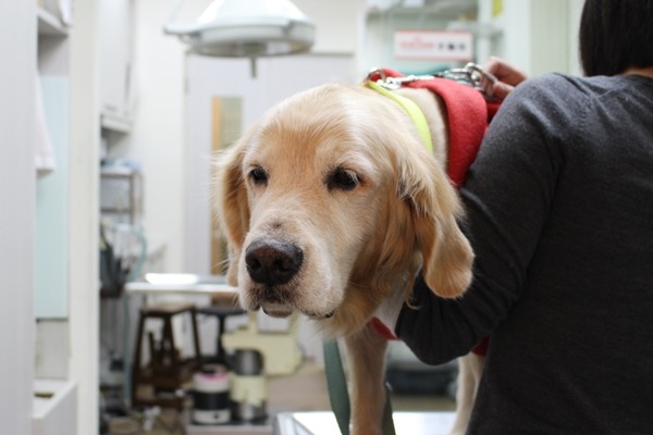 飼主帶寵物看醫生,可主動要求獸醫提供收費明細表和收據。此為示意圖。 何宜/攝