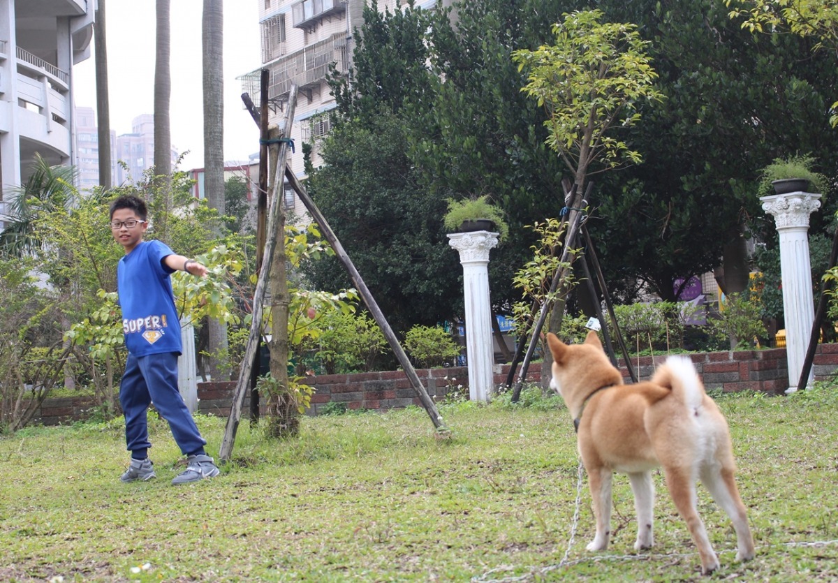 好客就像個小朋友,小朋友對牠就像是對自己的弟妹一樣。 黃靖雅/攝