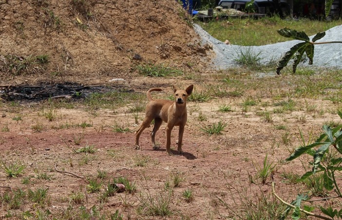 光靠飼主責任的宣導，難以杜絕棄養。　資料照。李娉婷/攝