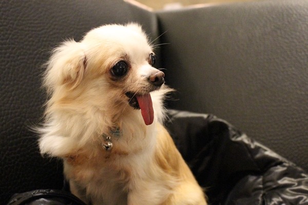 長毛吉娃娃「Thea」下巴、右耳都少一截,2、3個月前被棄養在住宅樓下。 江幸芸/攝