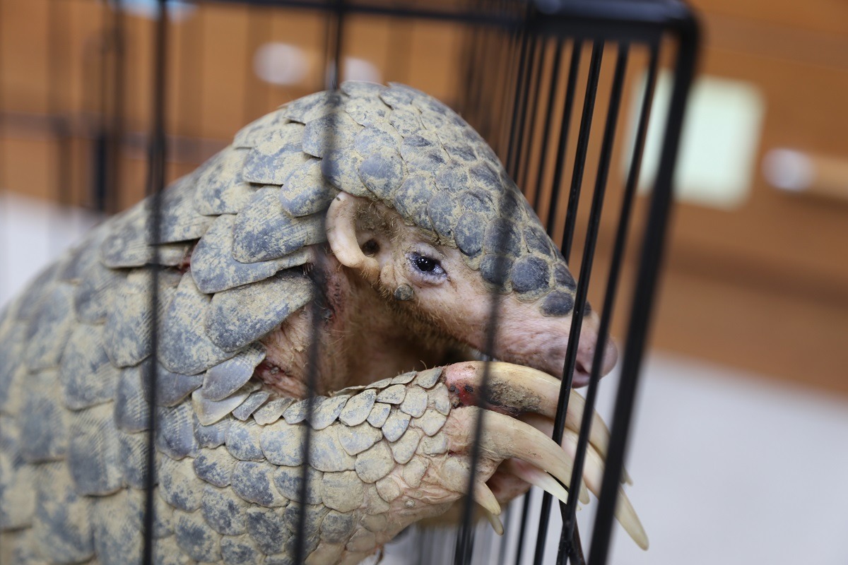 穿山甲並無嚴重傷勢，已被野放回三峽山上。　新北市動保處/提供