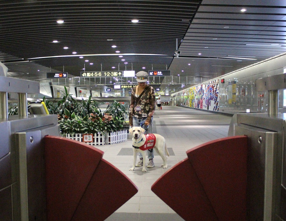 小Koby已經準備好成為一隻優秀的導盲犬了嗎？　史美瑜/提供