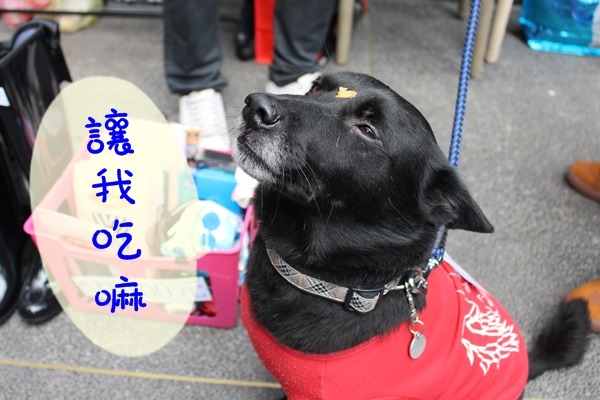 Didi的媽媽偶爾會逗牠玩,把食物放在鼻子、額頭上,Didi的表情好無奈。 江幸芸/攝