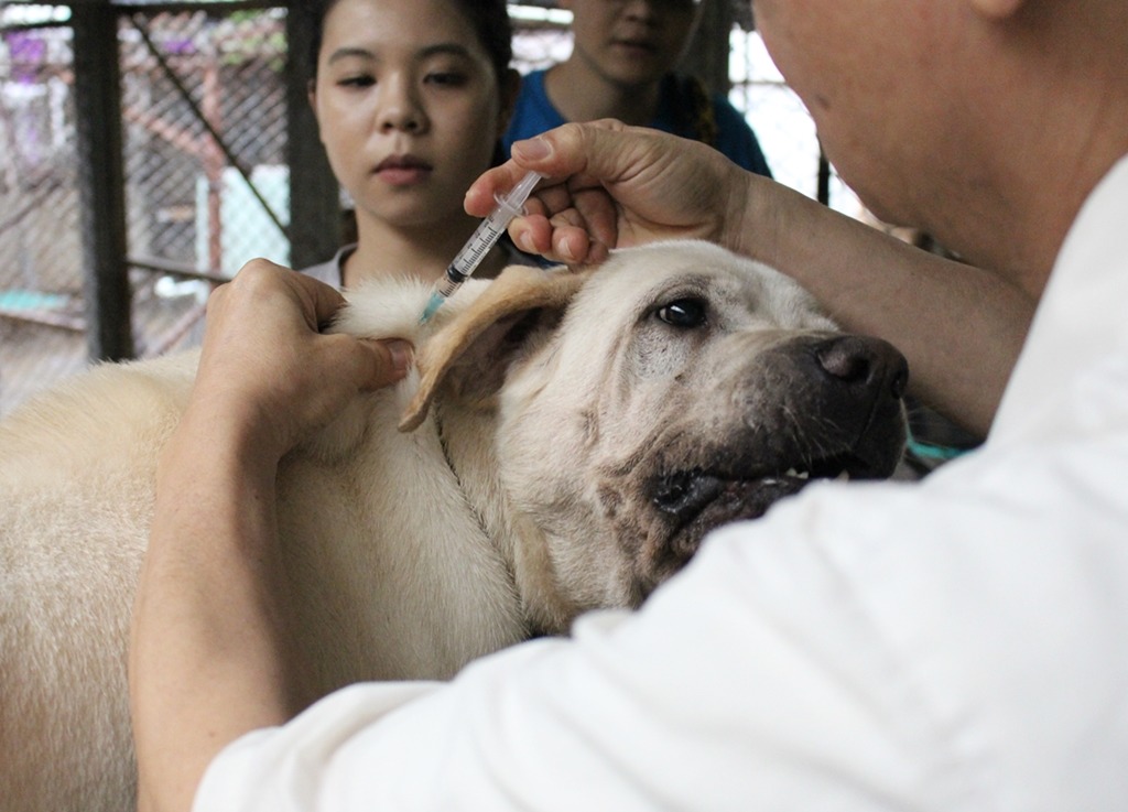APA秘書長黃慶榮幫狗狗打疫苗。　黃靖雅/攝