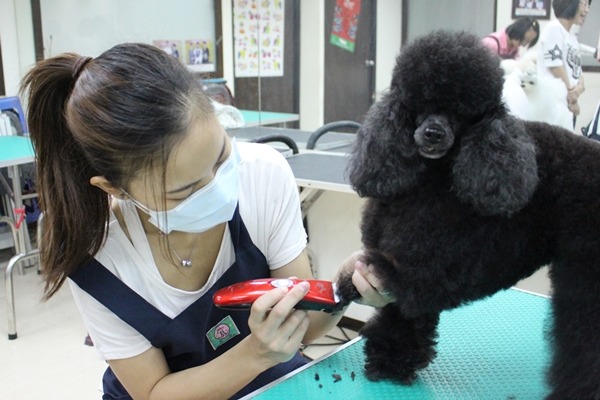 學生學習寵物美容，需要用模特兒犬練習。此為示意圖。　江幸芸/攝