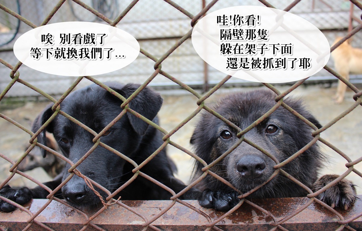 APA的打預防針大隊下手快狠準，狗狗經常還沒開始掙扎，就已經打完了。  黃靖雅/攝