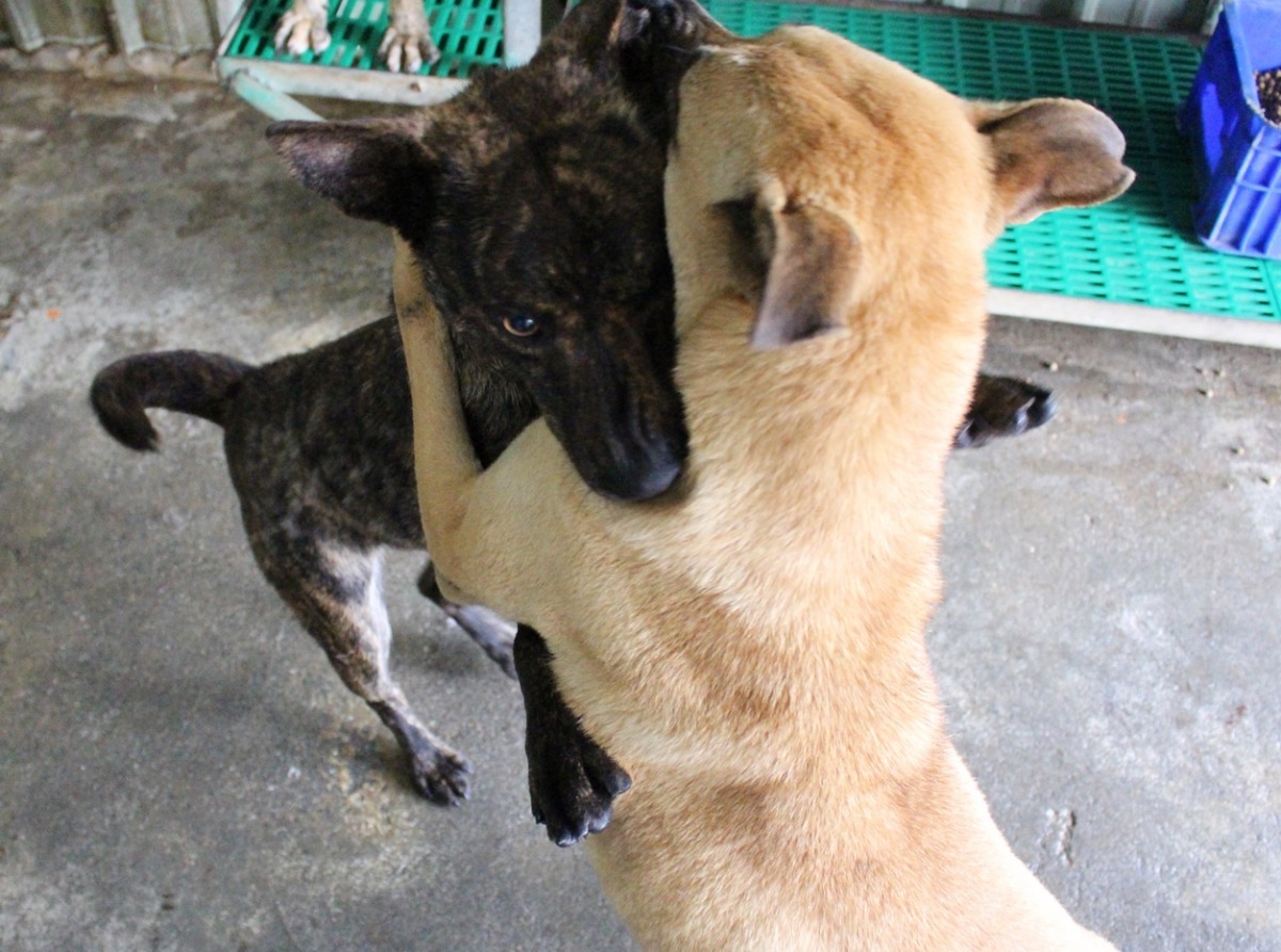 「果然是患難見真情！」設計對白。　黃靖雅/攝