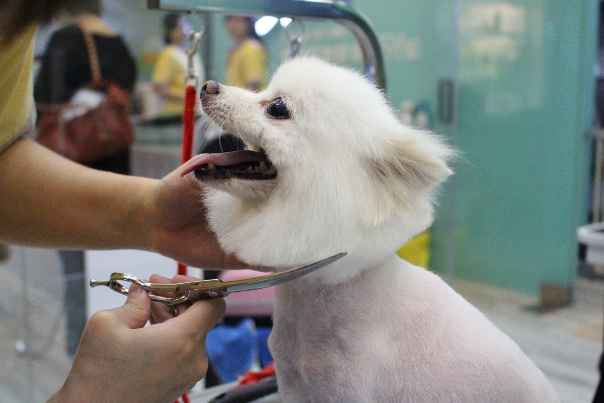 臺北市寵物美容業者現在第三種住宅區開業的高達五成以上。　江幸芸/攝