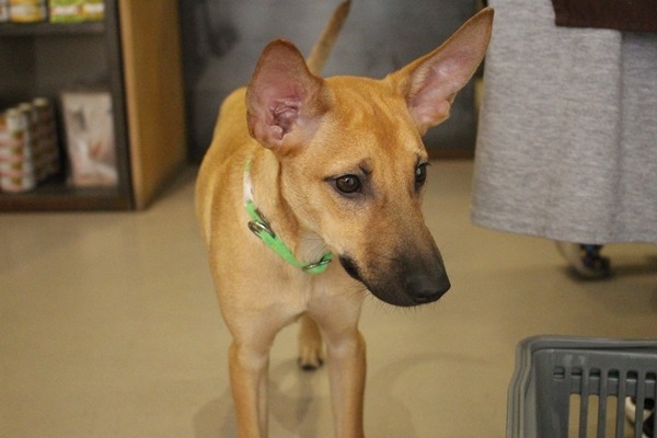 收容所的狗兒以米克斯居多，新北市優先挑選3-6個月大的米克斯幼犬進駐愛心認養小棧。此為示意圖。　江幸芸/攝