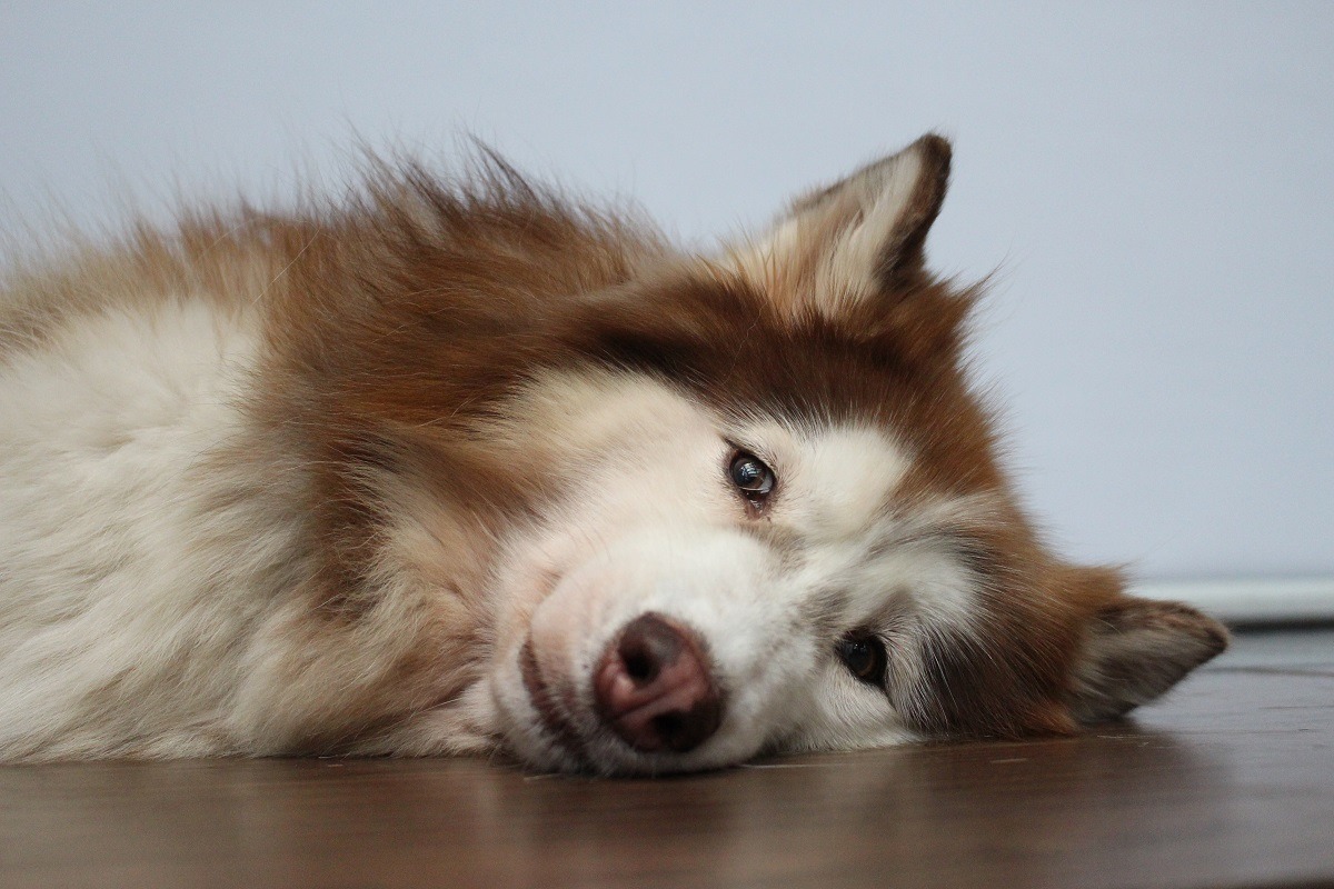 家有「過敏兒」的飼主，可為犬貓選用低敏配方的飼料，此外，也可以為毛孩適量的補充含Omega3及Omega6的營養品。　黃靖雅/攝