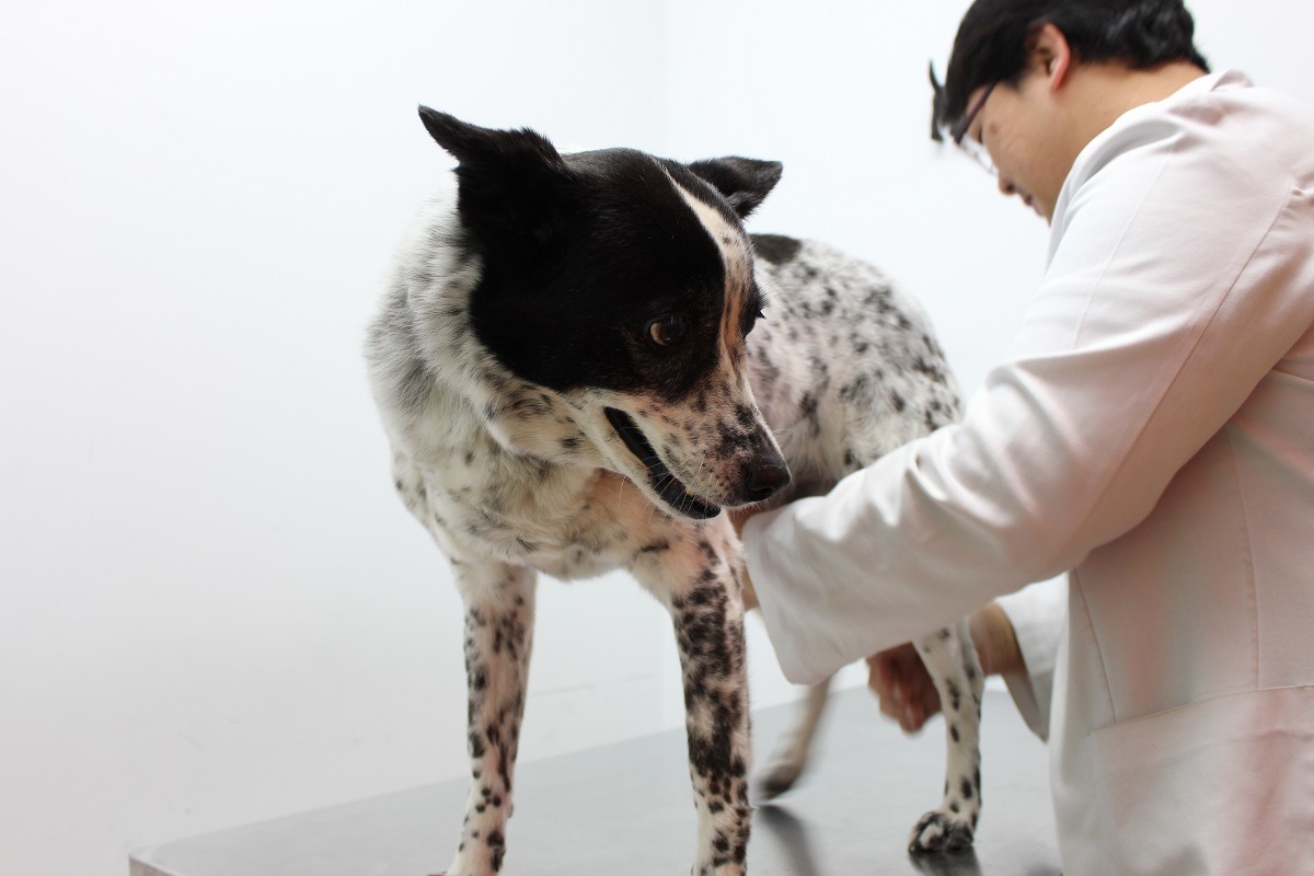 獸醫師繼續教育入法，飼主自然樂見其成，那麼獸醫師自己又怎麼看這條法律呢？　台灣動物新聞網資料照(何宜/攝)