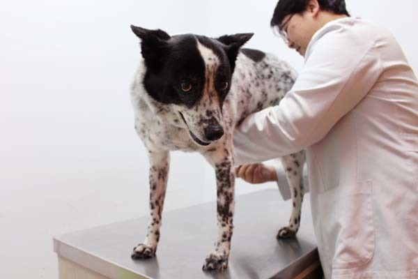 動物醫院收費標準、獸醫執業再教育和獸醫醫事審議小組都是這次《獸醫師法》的修法重點。此為示意圖。 何宜/攝