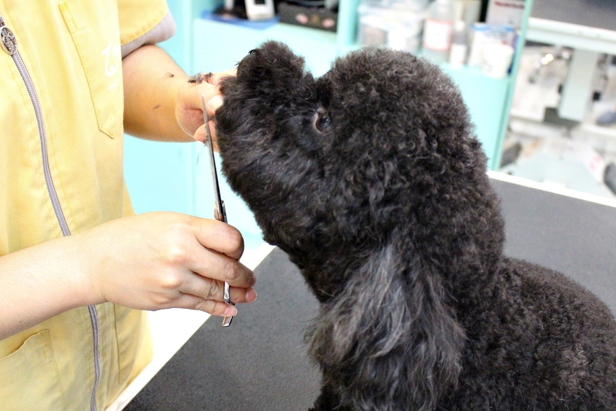 建議需要大美容的飼主，不要卡在除夕前，盡量提早帶狗狗去美容。　台灣動物新聞網資料照。江幸芸/攝