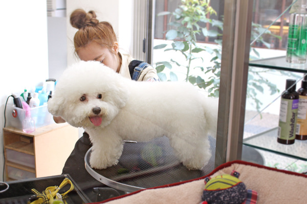 寵物美容業者會增加人力,準備迎接春節前數量爆增的毛孩。 何宜/攝