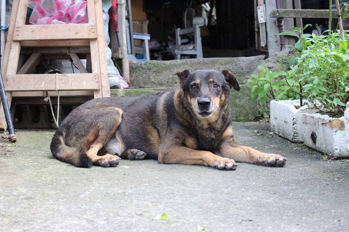人氣歷久不衰的太郎有不少令人津津樂道的事蹟，常被學生們暱稱為太郎爺爺或太郎學長。　黃靖雅/攝