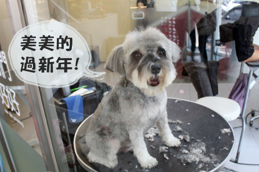 許多飼主趕在過年前帶寵物來做美容,有些業者在春節前會調漲價格,有些則維持原價。 何宜/攝