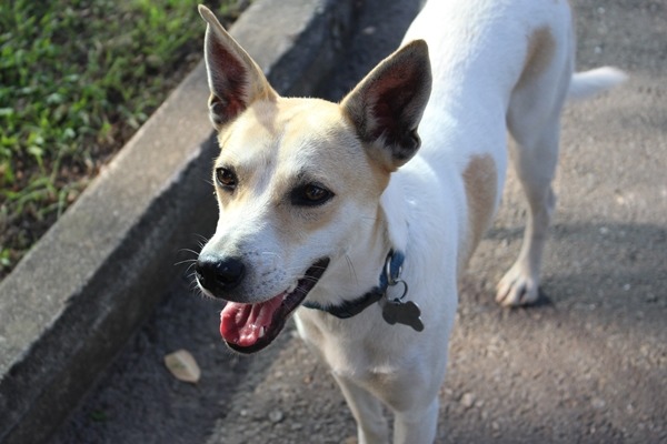 領養校犬對學生來說,是最直接的生命教育。 江幸芸/攝