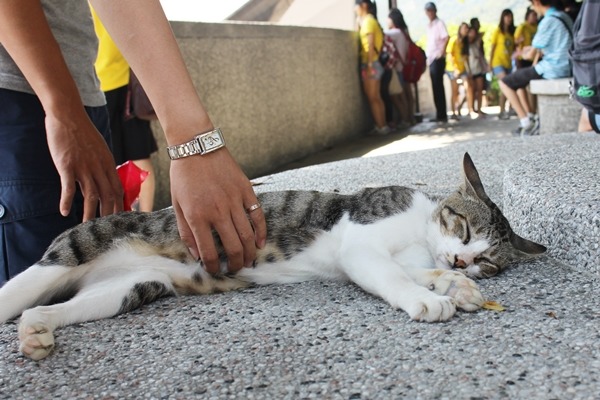 明年新北市元旦迎曙光的活動，傳將移至猴硐舉辦，引起貓奴反彈。　何宜/攝